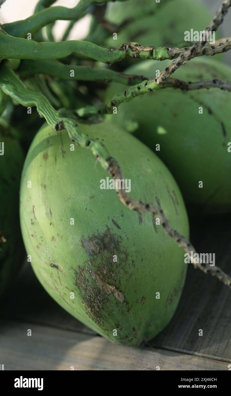 Noce di cocco verde Foto Stock