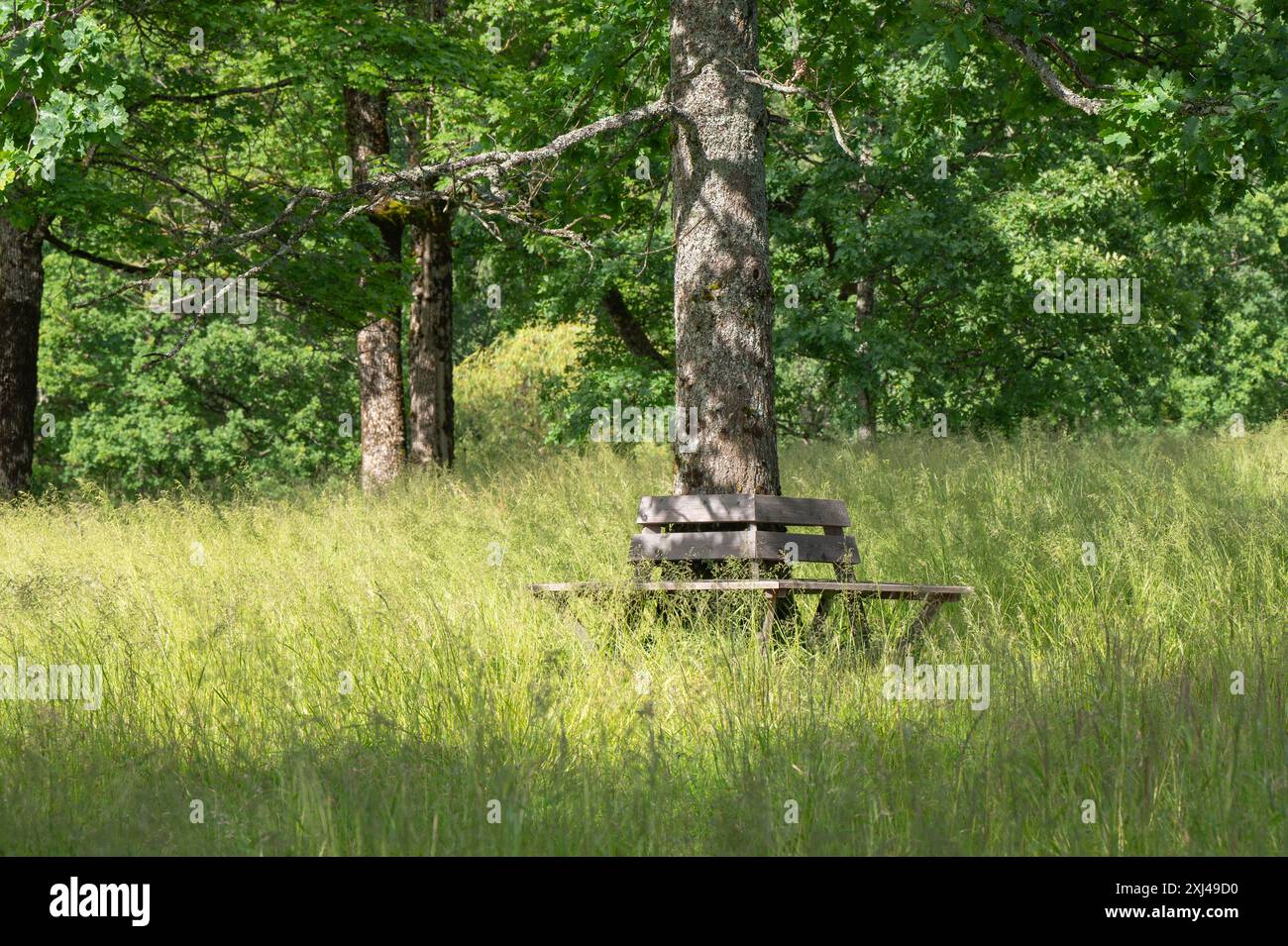 Una panchina circolare in legno intorno a un albero in un prato verde. Foto Stock
