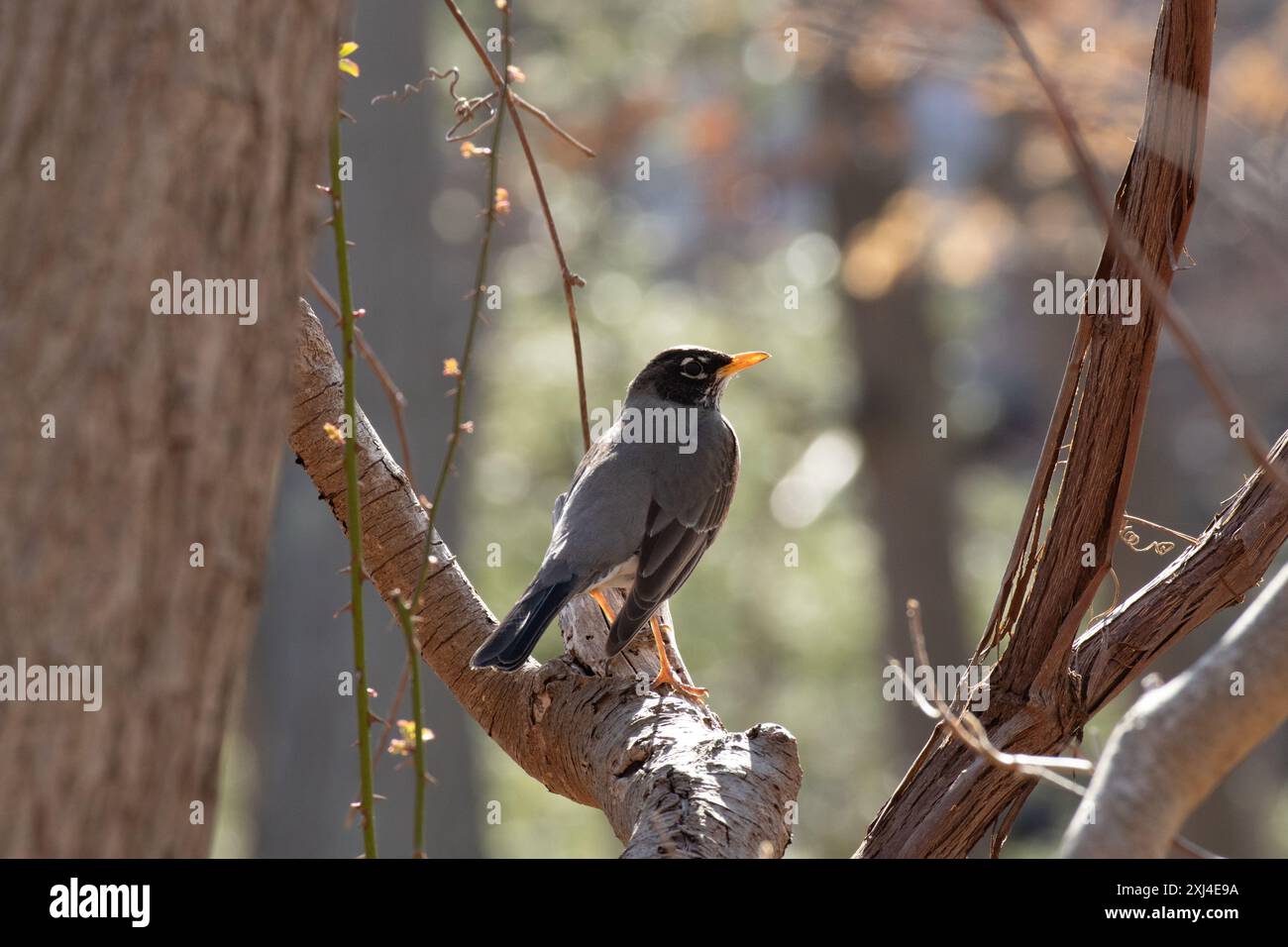 Robin americano alle prime armi arroccato su un ramo d'albero. La foto è stata scattata con una fotocamera Canon in una piccola foresta durante il picco del pomeriggio. Foto Stock