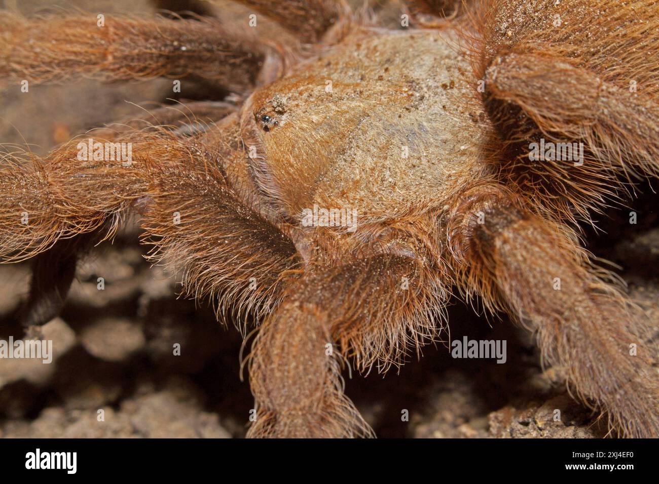 Texas Brown Tarantula (Aphonopelma hentzi) Arachnida Foto Stock