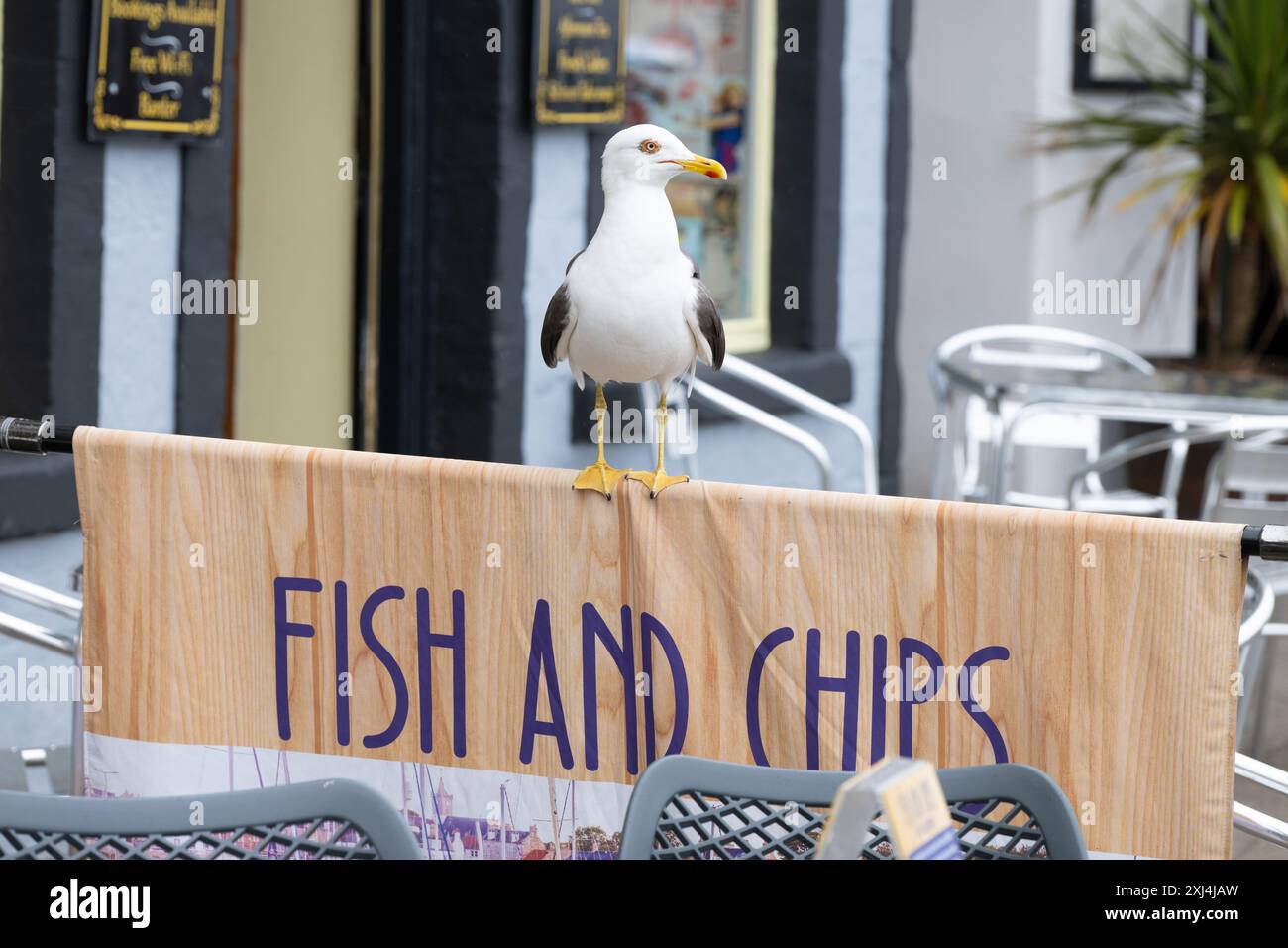 Si spera che il gabbiano sia in piedi con un cartello Fish and Chips accanto ai tavoli all'esterno del caffè e del negozio di pesce e patatine, Anstruther, Fife, Scozia, Regno Unito Foto Stock