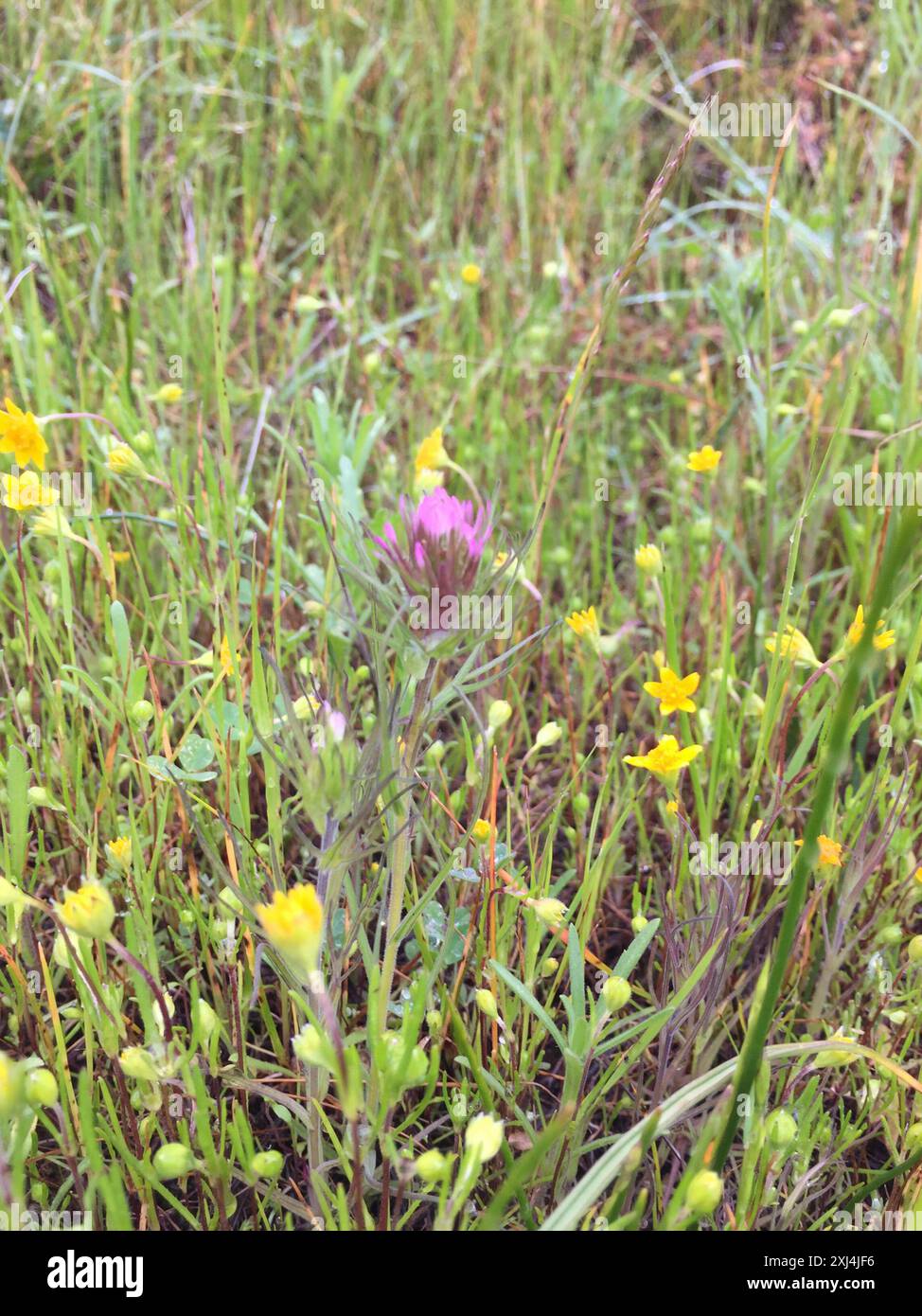 (Castilleja densiflora densiflora) Plantae Foto Stock