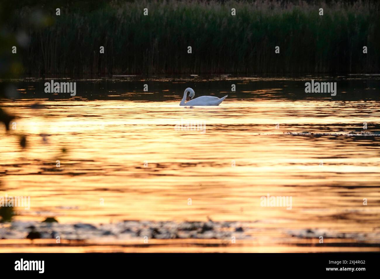 Heath e Pond Landscape dell'alta Lusazia, Swan, June, Sassonia, Germania Foto Stock