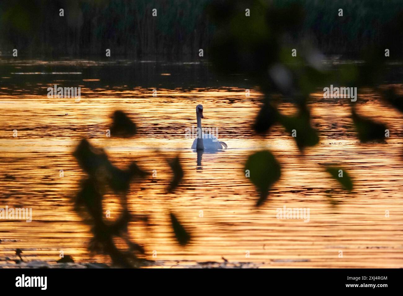 Heath e Pond Landscape dell'alta Lusazia, Swan, June, Sassonia, Germania Foto Stock