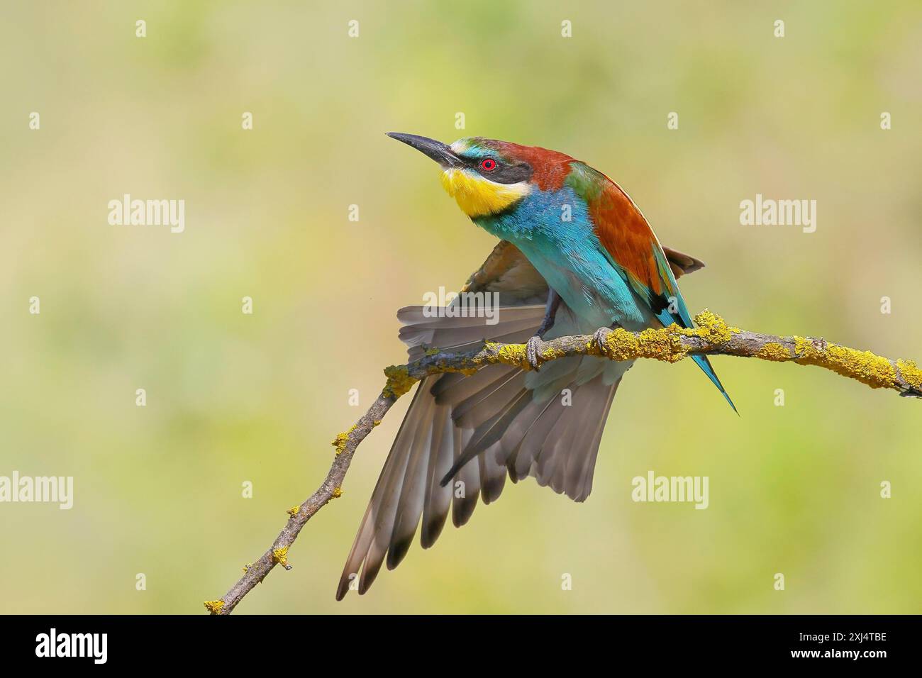 Mangiapezzi (Merops apiaster) seduto su un ramo, che si estende sulle ali, fauna selvatica, Parco Nazionale del Lago Neusiedl, Seewinkel, Burgenland, Austria Foto Stock