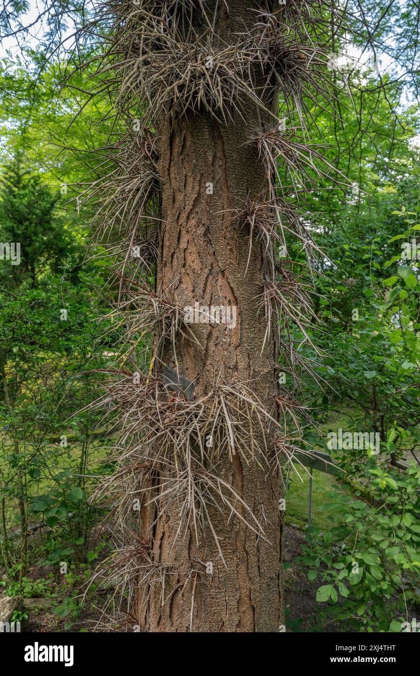 Tronco di albero della falsa spina di Cristo, Gleditsia a tre spine (Gleditsia triacanthos), Orto Botanico, Erlangen, Franconia media, Baviera, Germania Foto Stock