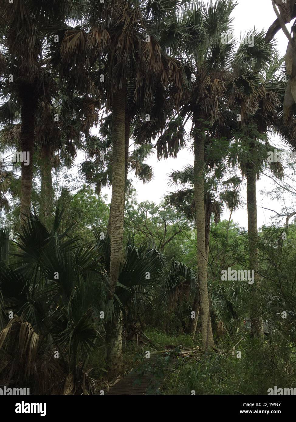 Palmetto messicano (Sabal mexicana) Plantae Foto Stock