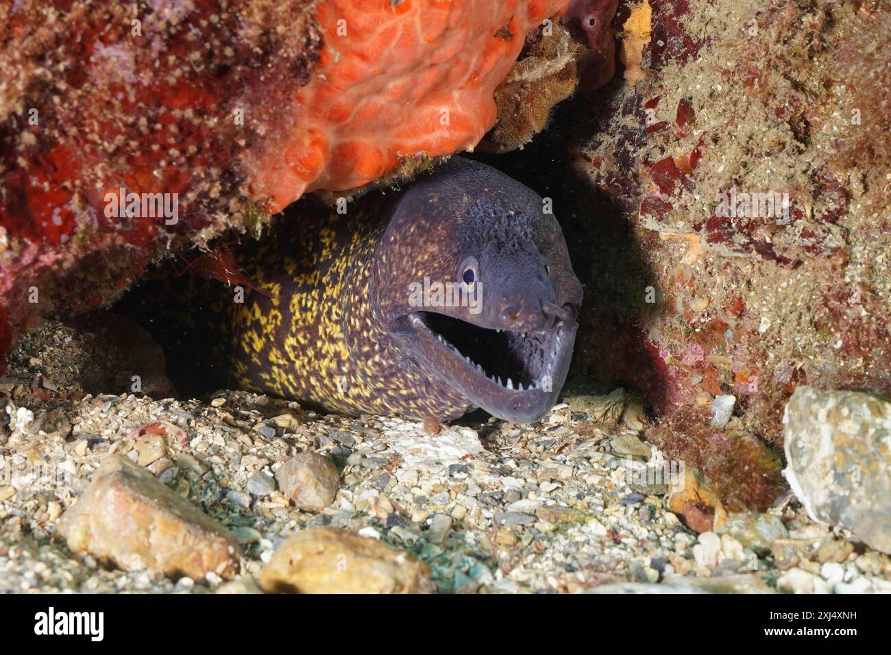 Murena mediterranea (Muraena helena) con bocca aperta e denti chiaramente visibili. Sito di immersione riserva marina Cap de Creus, Rosas, Costa Brava, Spagna Foto Stock