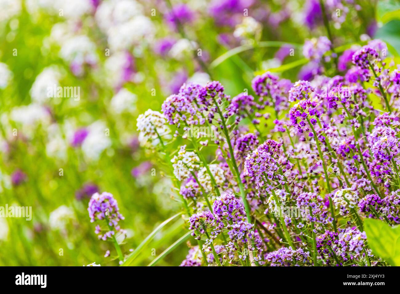 Dolce Allysum in fiore cresce in un campo estivo, foto macro Lobularia maritima con ficus morbido selettivo Foto Stock