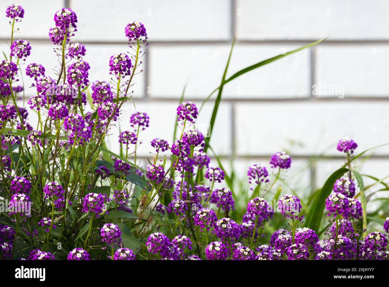 Lobularia maritima gowing su sfondo di mattoni bianchi, Bonnet pasquale varieta'. Pianta da fiore della famiglia delle Brassicaceae. Il suo nome comune è dolce Foto Stock