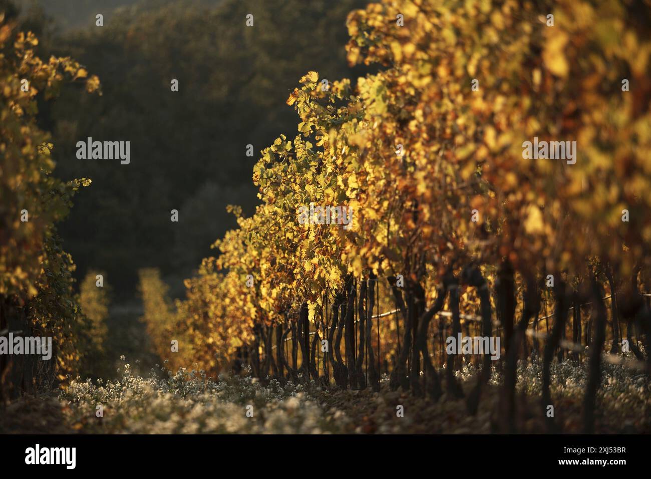 Côtes du Rhône vigneto Foto Stock