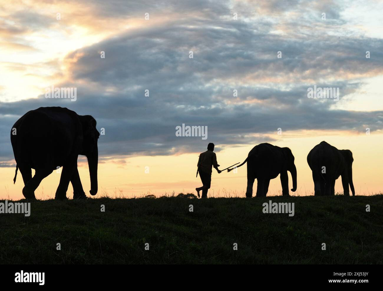 Mahout guida i suoi elefanti al Parco Nazionale di Kaziranga al tramonto nel distretto di Golaghat, Assam, in India, lunedì 11 novembre 2019 Foto Stock
