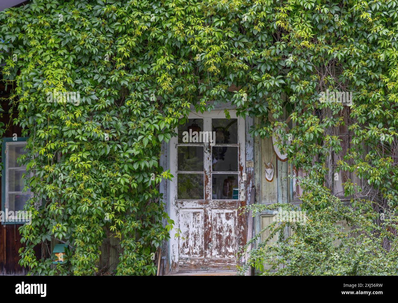 Casa vecchia, porta, edera, casa perduta, pongau Foto Stock