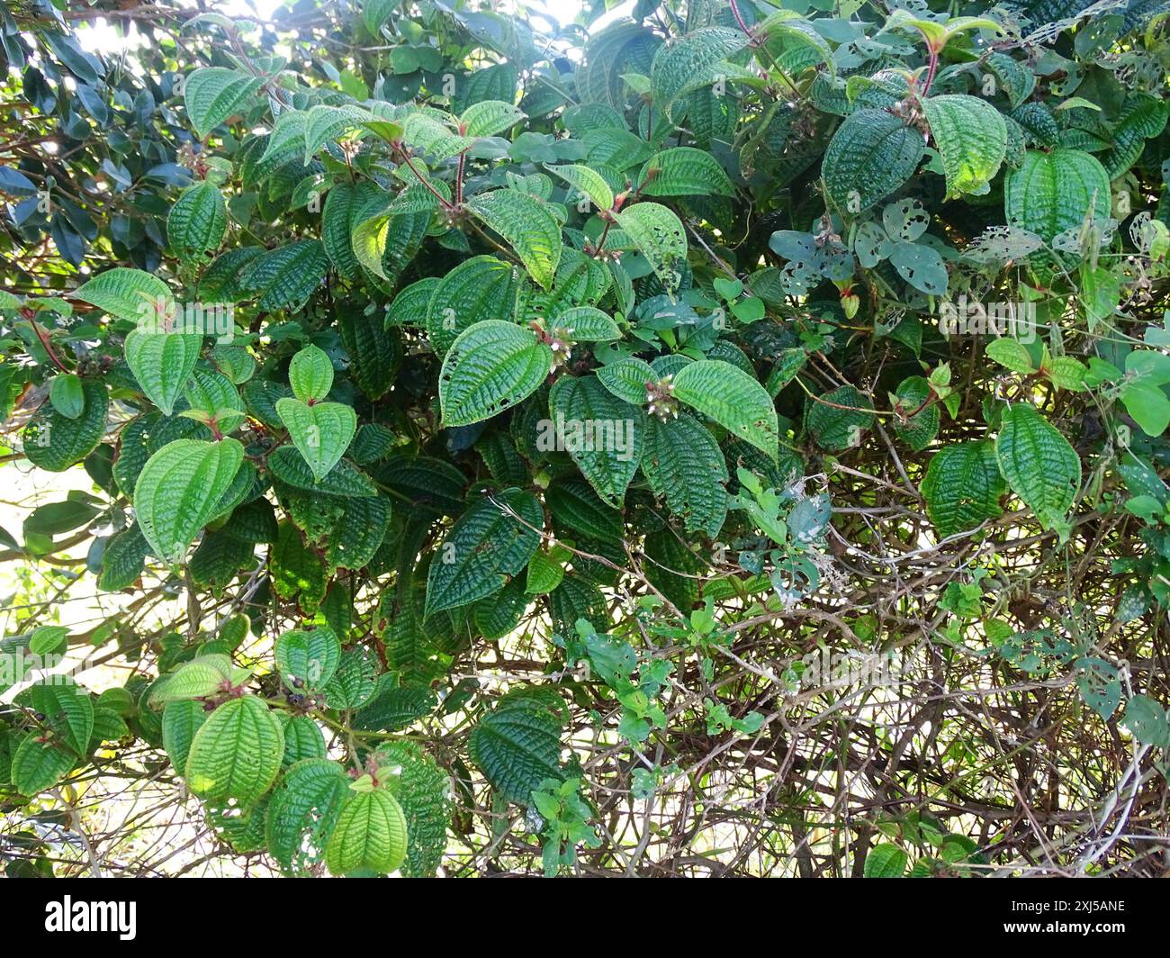 La maledizione di Koster (Miconia crenata) Plantae Foto Stock