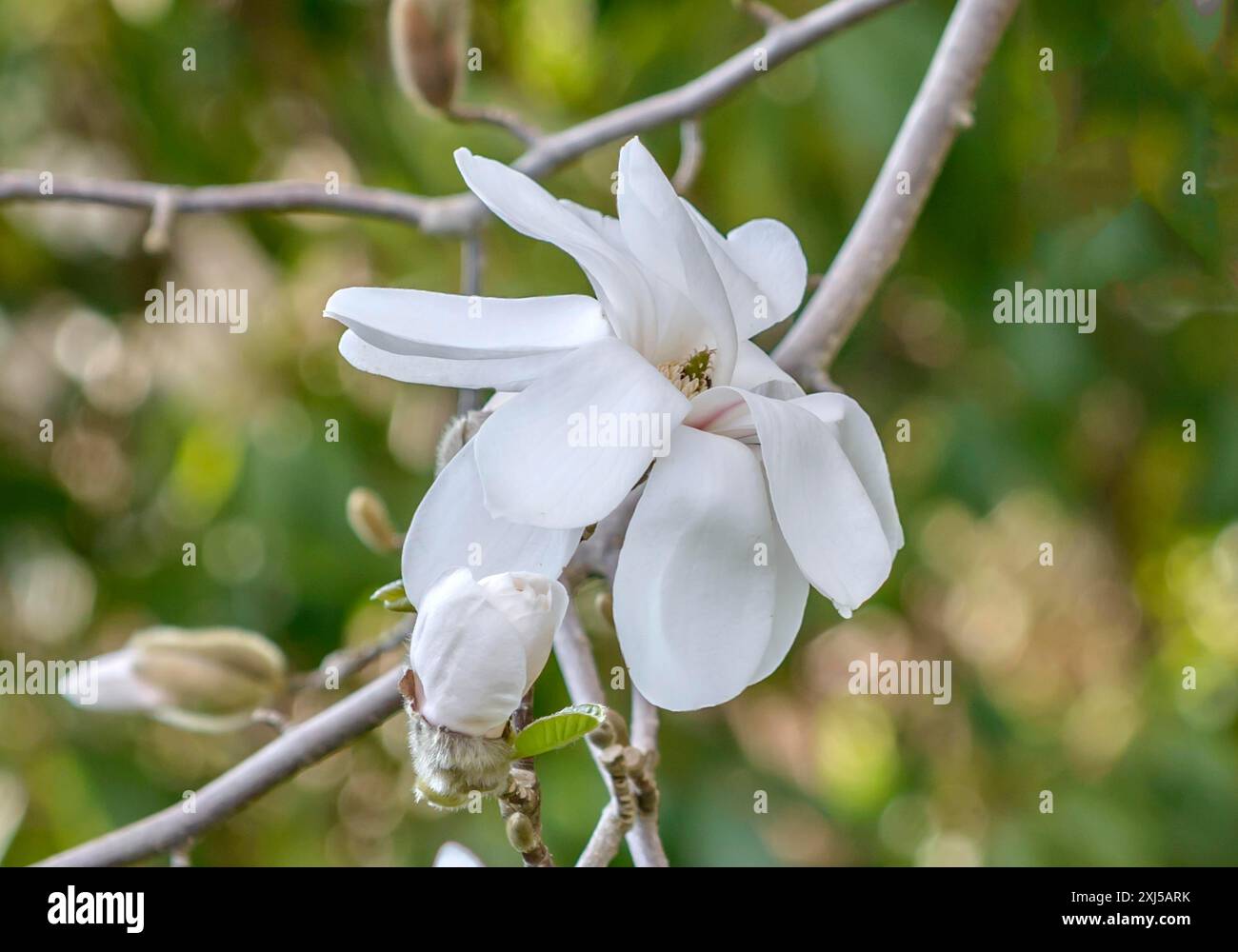 magnolia di Loebner (Magnolia x loebneri 'Merrill'), Wilhelma, Rain, Baviera, Germania Foto Stock