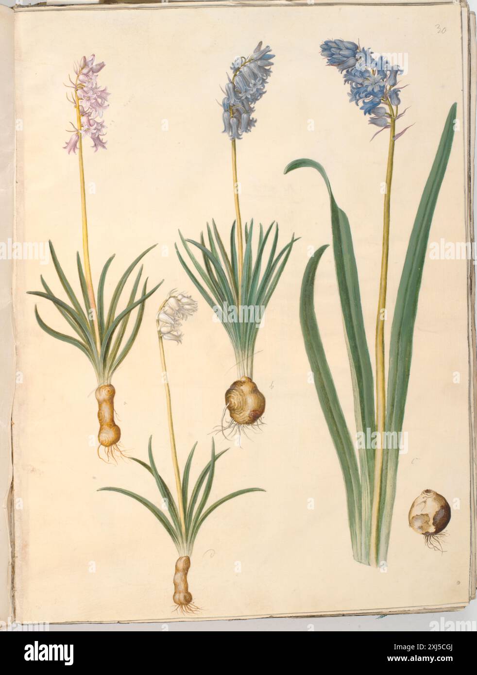 Disegno gouache di Holtzbecker e Merian raffigurante Hyacinthoides non-scripta (campana semplice scilla) e Hyacinthoides hispanica (campana spagnola scilla), mostrando fiori, foglie, steli e caratteristiche botaniche in stile europeo del XVII secolo. Foto Stock