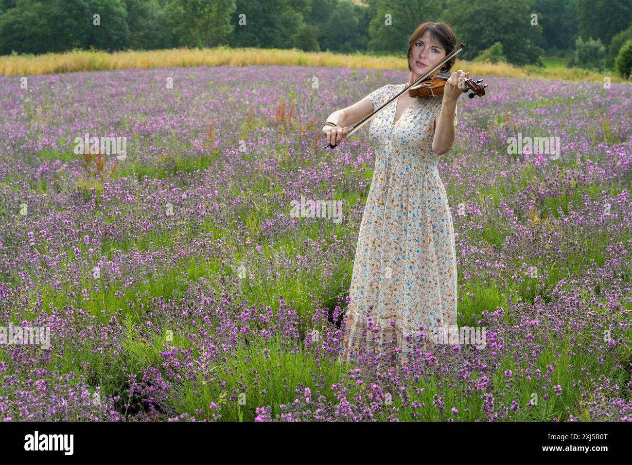 Suonare il violino nel campo della lavanda Foto Stock