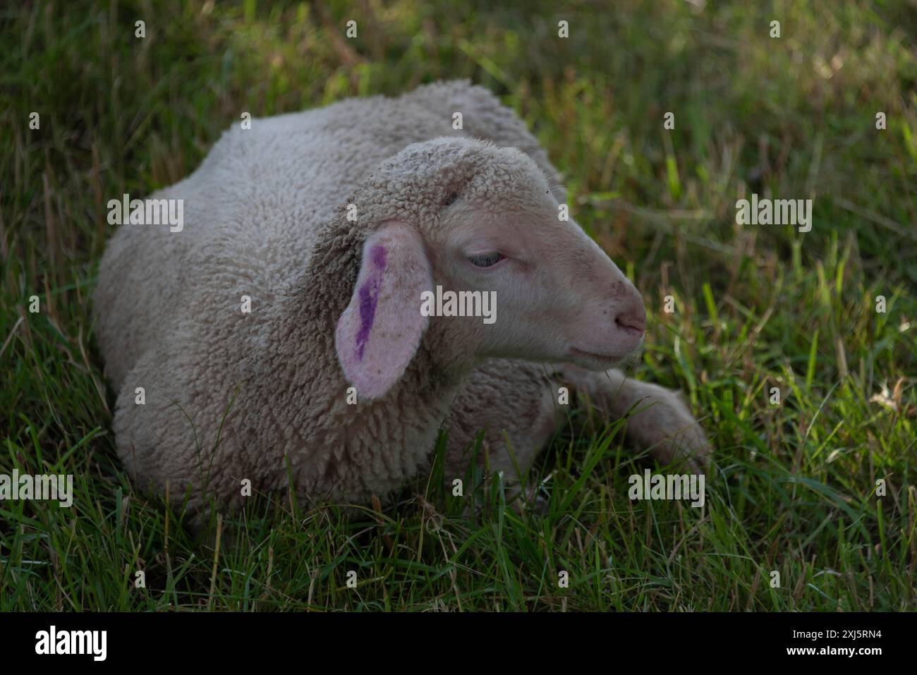 Una sola pecora giace su un prato verde e riposa, Lamb, Germania Foto Stock