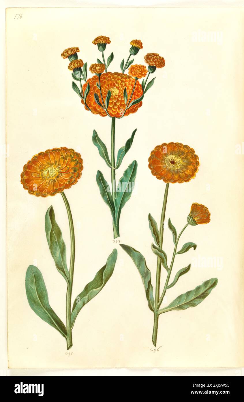 Disegno gouache di Calendula officinalis (calendula da giardino) di Hans Simon Holtzbecker e Maria Sibylla Merian, illustrazione botanica del XVII secolo da libri di fiori di Amburgo. Foto Stock