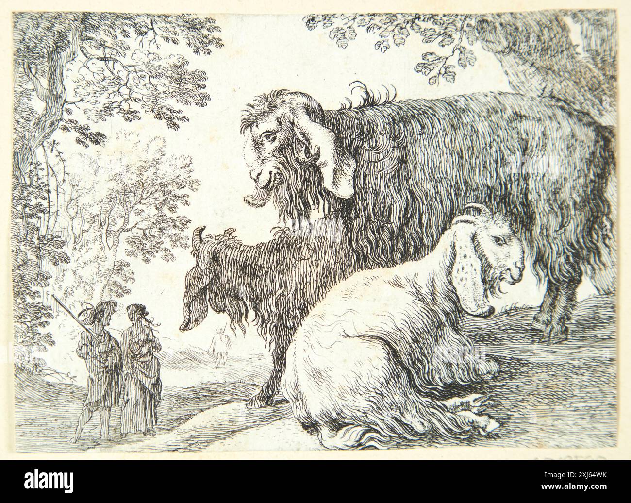 Incisione di Herman van Swanevelt (1601-1655) raffigurante capre di Angora, parte di stampe olandesi e fiamminghe dal 1450 al 1700. Foto Stock