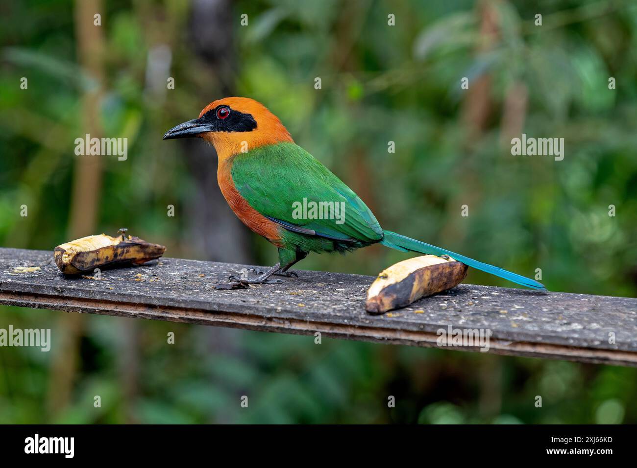 motmot (Electron platyrhynchum platyrhynchum) è un'ampia offerta di banane, foresta nebulizzata di Mindo, Ecuador. Foto Stock