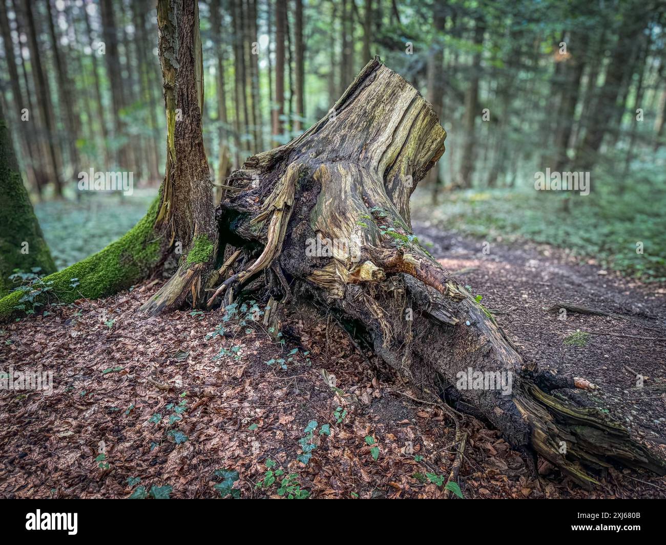 Umweltschutz, Klimawandel, Waldsterben, Forstwirtschaft, Naturschutz, Ökosystem, Biodiversität, Holzindustrie, Naturkatastrophen, erneuerbare Ressourcen, Aufforstung, Waldmanagement, Nachhaltigkeit, Entwaldung, CO2-Speicherung, Waldbrände, Schädlinge, Bodenqualität, Waldgesundheit, Lebensraumverlust, Klimaschutz, Umweltbewusstsein, Ökologie, Ressourcenschonung, Waldökosystem, Wiederaufforstung, Umweltkrise, Artenvielfalt, Waldboden, Waldpflege Symbolbild *** protezione dell'ambiente, cambiamenti climatici, retata forestale, silvicoltura, conservazione della natura, ecosistema, biodiversità, industria del legno, natura Foto Stock