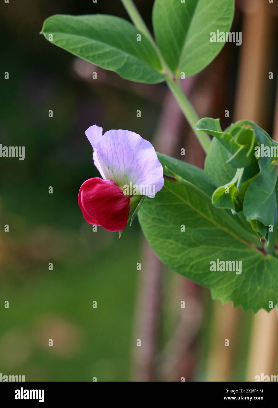 Fiore di pisello coltivato, 'Blackdown Blue', Lathyrus oleraceus syn. Pisum sativum, Fabaceae. REGNO UNITO. Il pisello (pisum in latino) è un polmone, vegetale o foraggio. Foto Stock