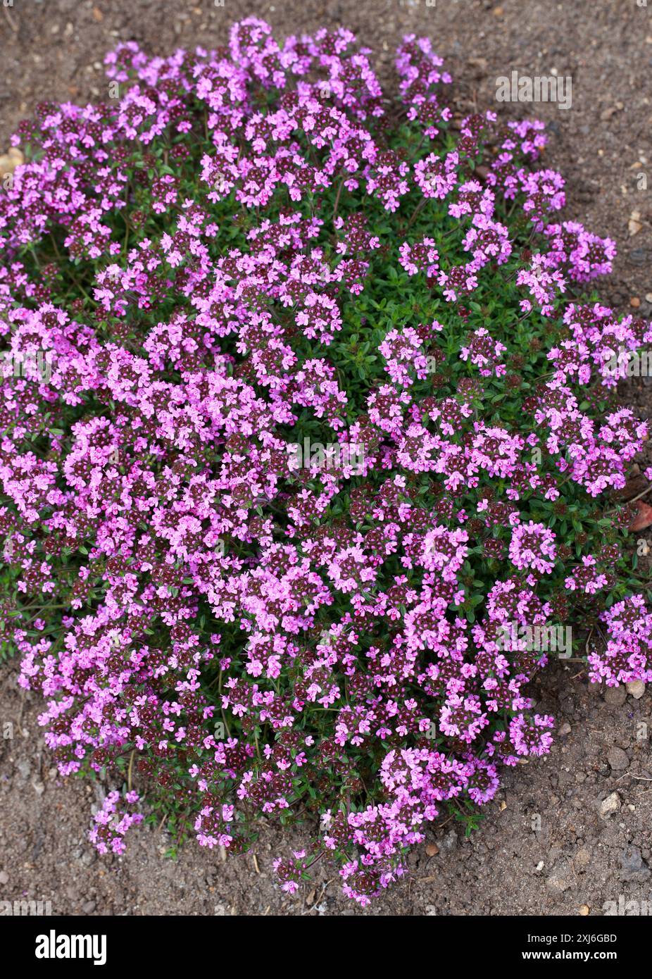 Creeping Red Thyme, Thymus coccineus Group, Lamiaceae. REGNO UNITO. SIS. Timo 'coccineus' e Thymus serpyllum coccineus. Un arbusto sempreverde strisciante. Foto Stock