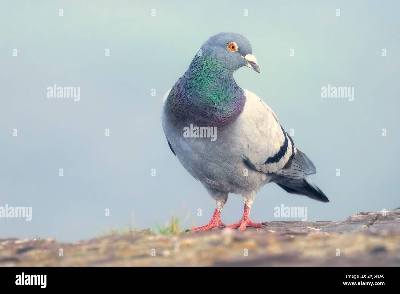 Piccione comune selvatico (Columba livia) arroccato su una scogliera dall'oceano, Australia Foto Stock