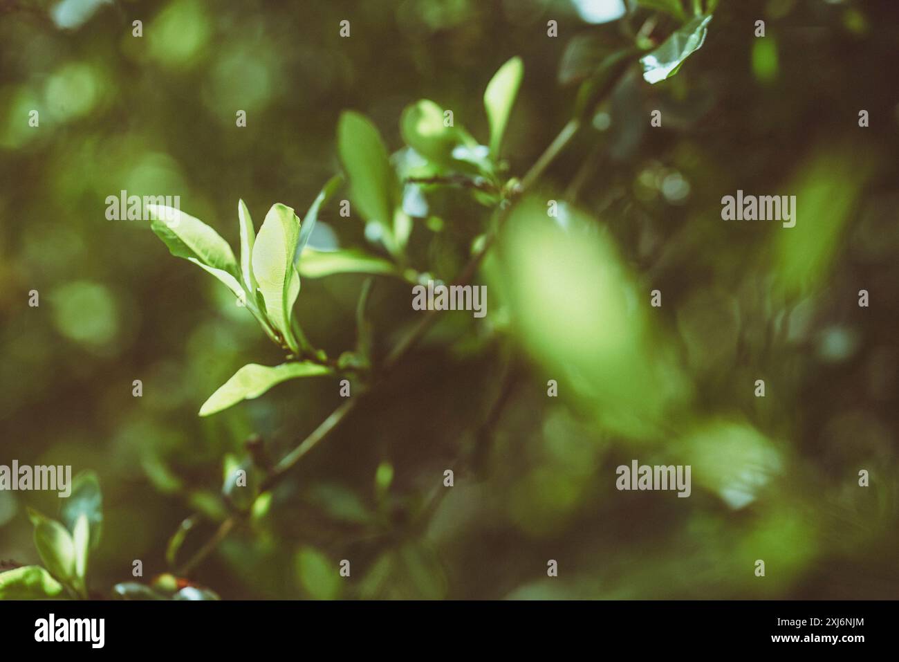 Primo piano di foglie verdi sui rami degli alberi in un giardino, Spagna Foto Stock