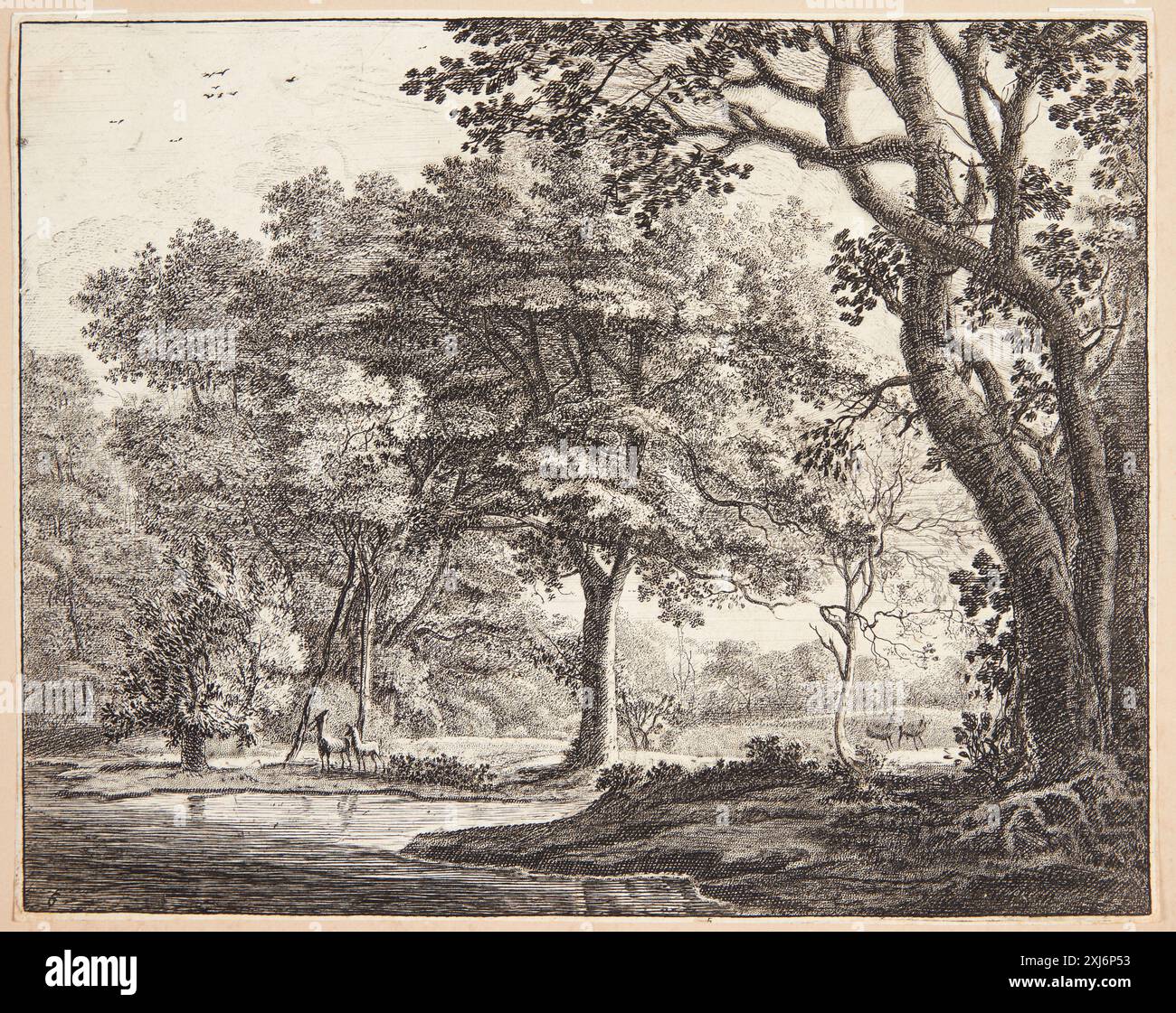 Incisione di Roelant Roghman (1627-1692) e Pieter Schenk il giovane (1693-1775) raffigurante una scena forestale con cervi, illustrando il paesaggio olandese e fiammingo del XVII secolo e la rappresentazione della fauna selvatica. Foto Stock