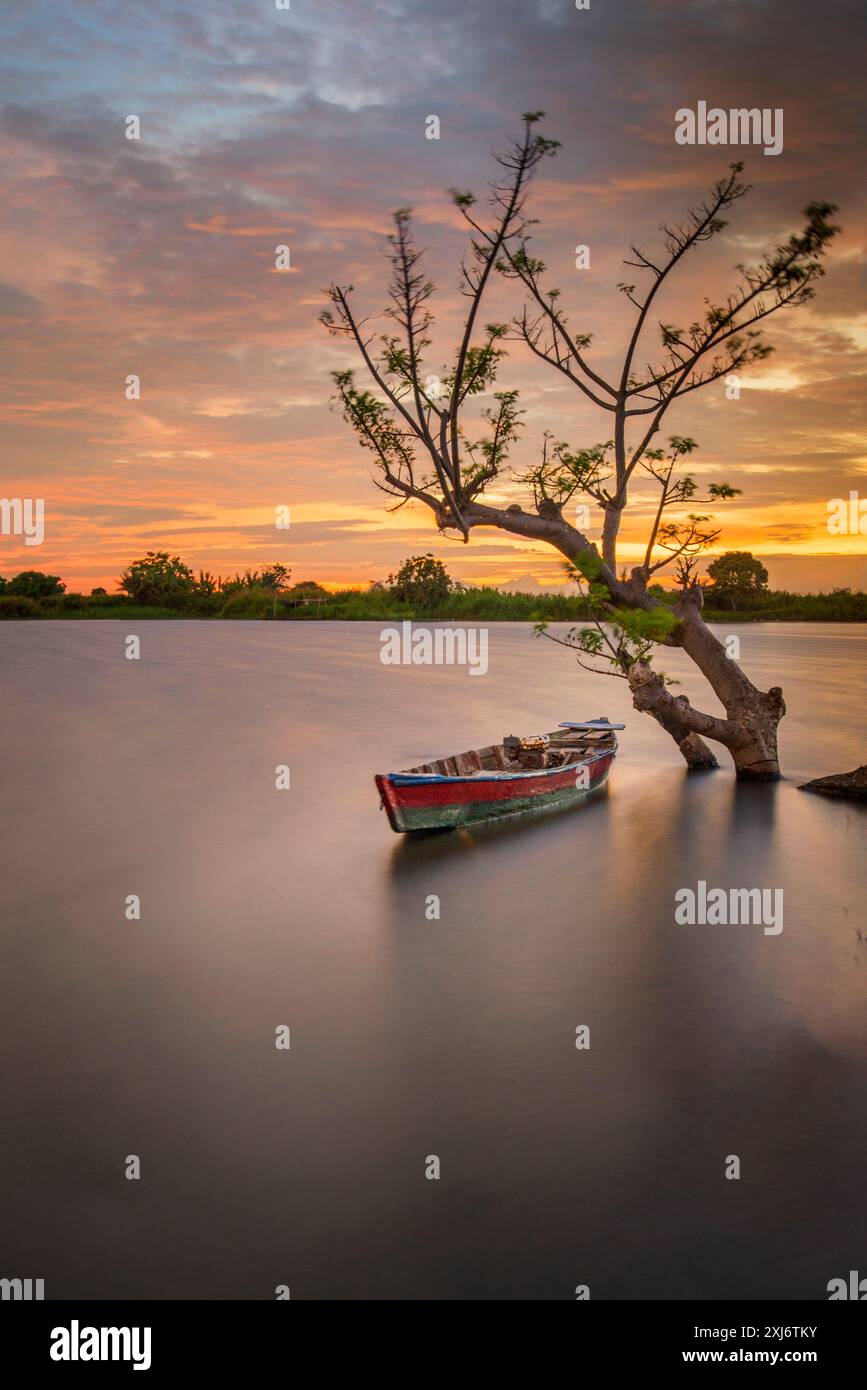 Barca a remi ormeggiata in un lago da un albero al tramonto, Indonesia Foto Stock