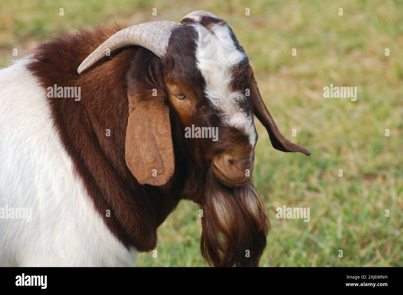 Profilo di una capra boera nella fattoria Foto Stock