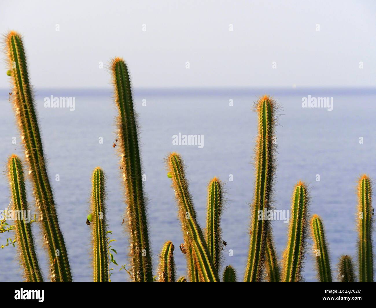 Pilosocereus lanuginosus, cactus caraibico di fronte all'oceano, guadalupa, alla luce del mattino Foto Stock