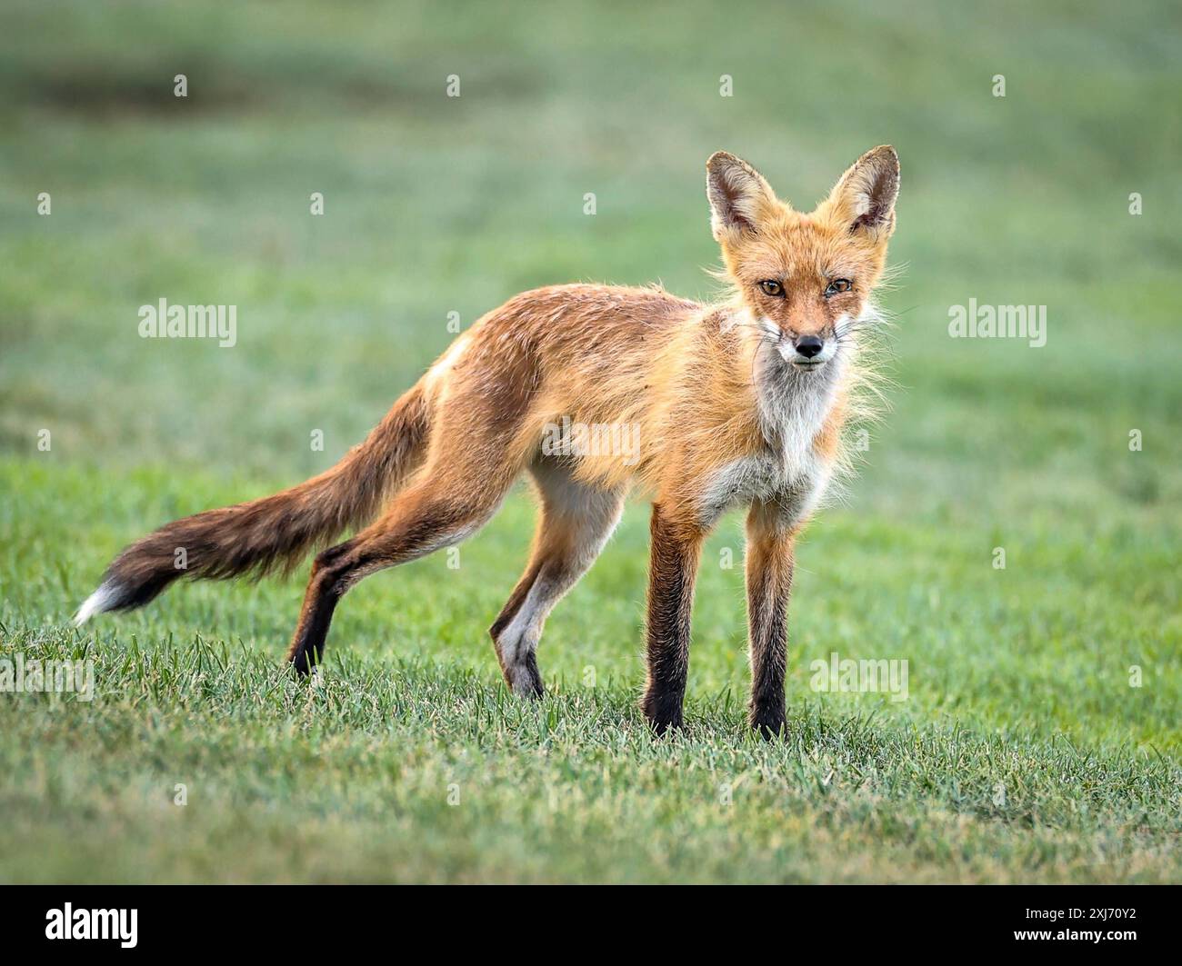 Ambiente e foresta la volpe rossa Vulpes vulpes fa parte della famiglia di cani Canidae. È la più grande delle vere volpi e si trova in tutto l'emisfero settentrionale. Le volpi rosse sono note per la loro pelliccia rossastro-arancione e le code cespugliose. Sono noti per il loro acuto senso dell'olfatto, l'eccellente udito e la buona visione. Le volpi rosse sono predatori che predano piccoli mammiferi, uccelli e insetti. Aiutano anche a controllare le popolazioni delle loro prede animali, come roditori e conigli. Santa Clara Los Lagos Golf Course USA Copyright: XSeshadrixSukumarx Foto Stock