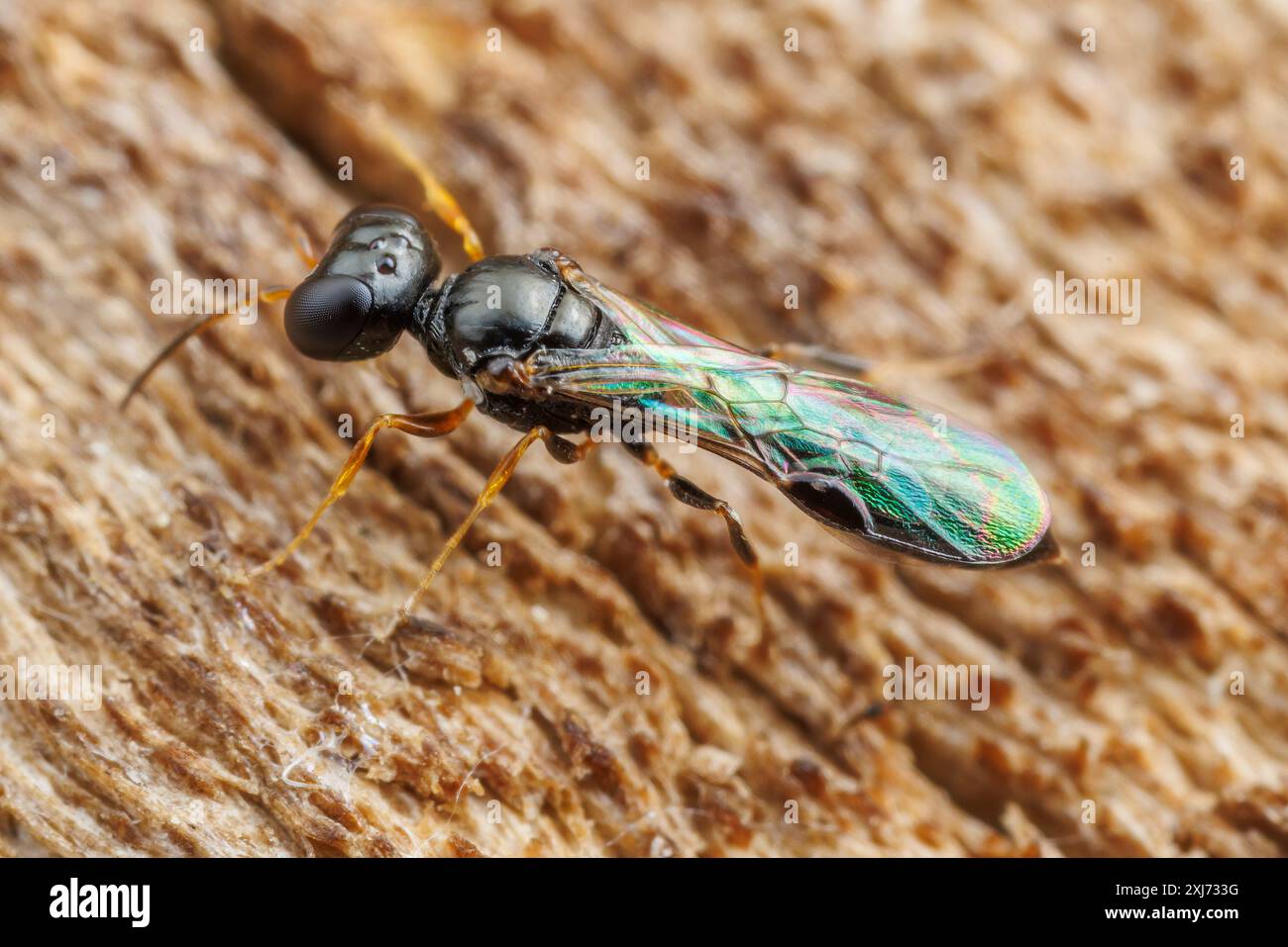 Afid Wasp (Stigmus sp.) Foto Stock