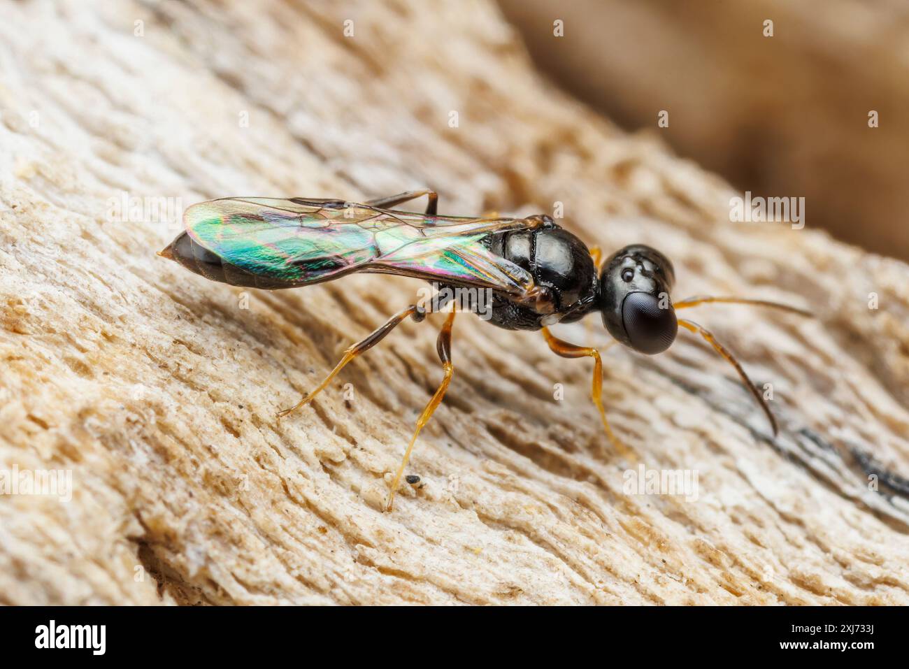 Afid Wasp (Stigmus sp.) Foto Stock