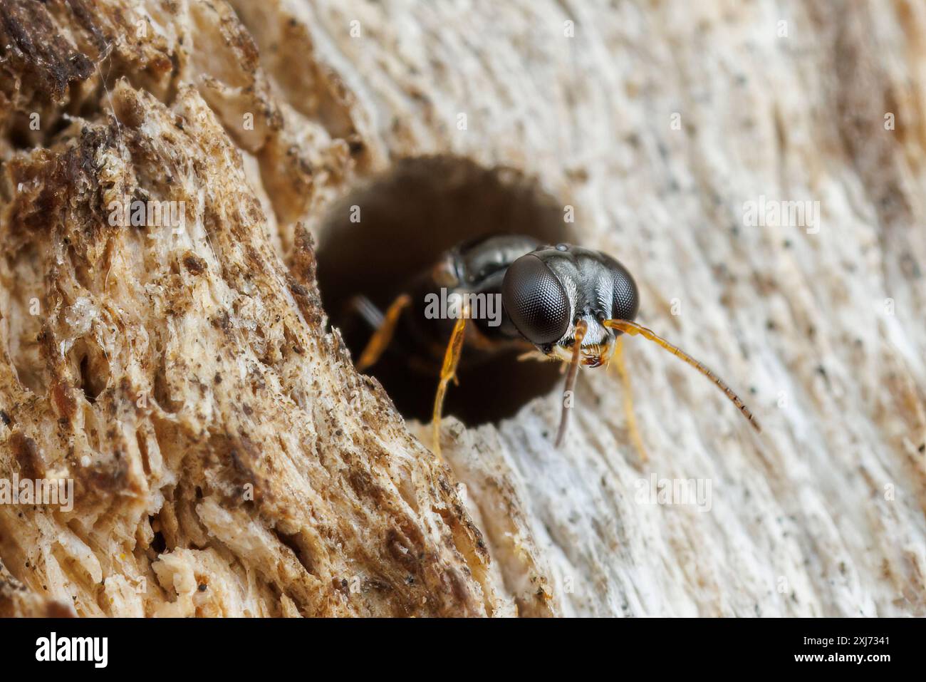Una vespa afida (Stigmus sp.) lasciare una cavità in un albero morto. Foto Stock