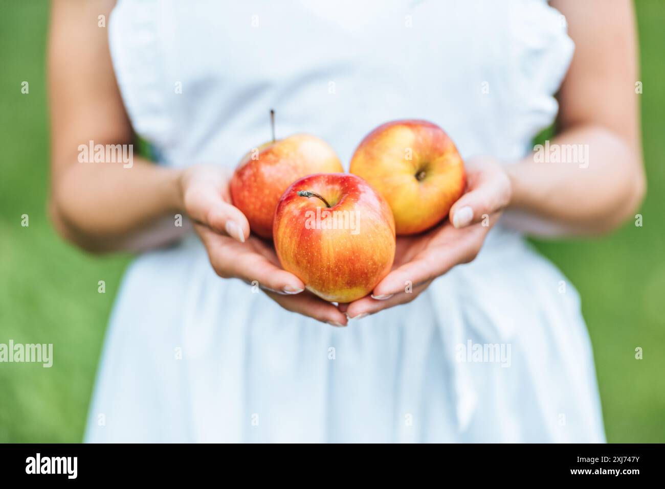 Vista ritagliata della ragazza con fresche mele raccolte in mani Foto Stock