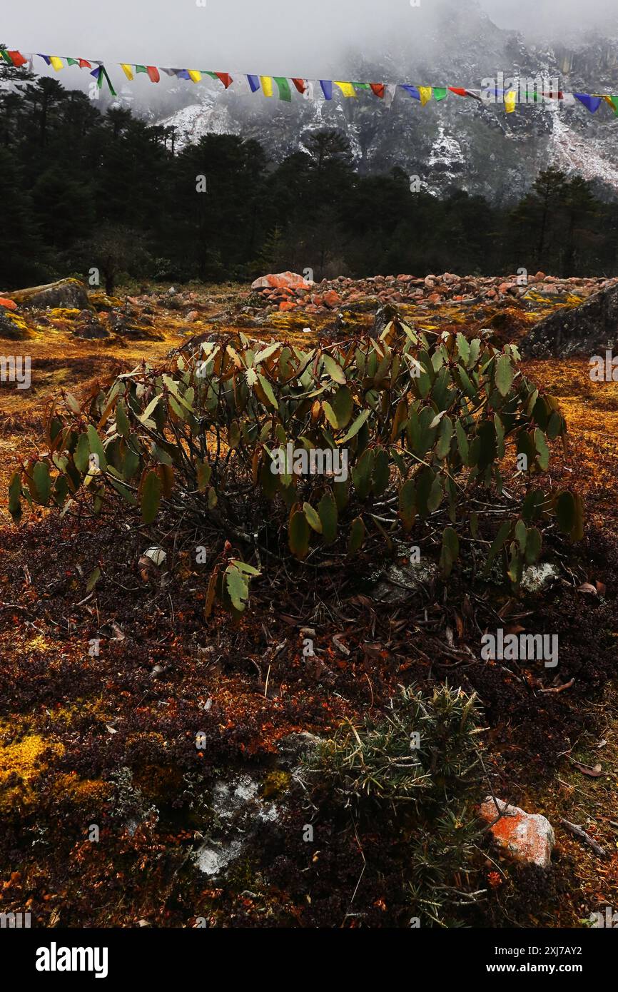 foresta di conifere e natura selvaggia del paesaggio montano alpino dell'himalaya vicino alla valle di yumthang, area remota del sikkim settentrionale in india Foto Stock