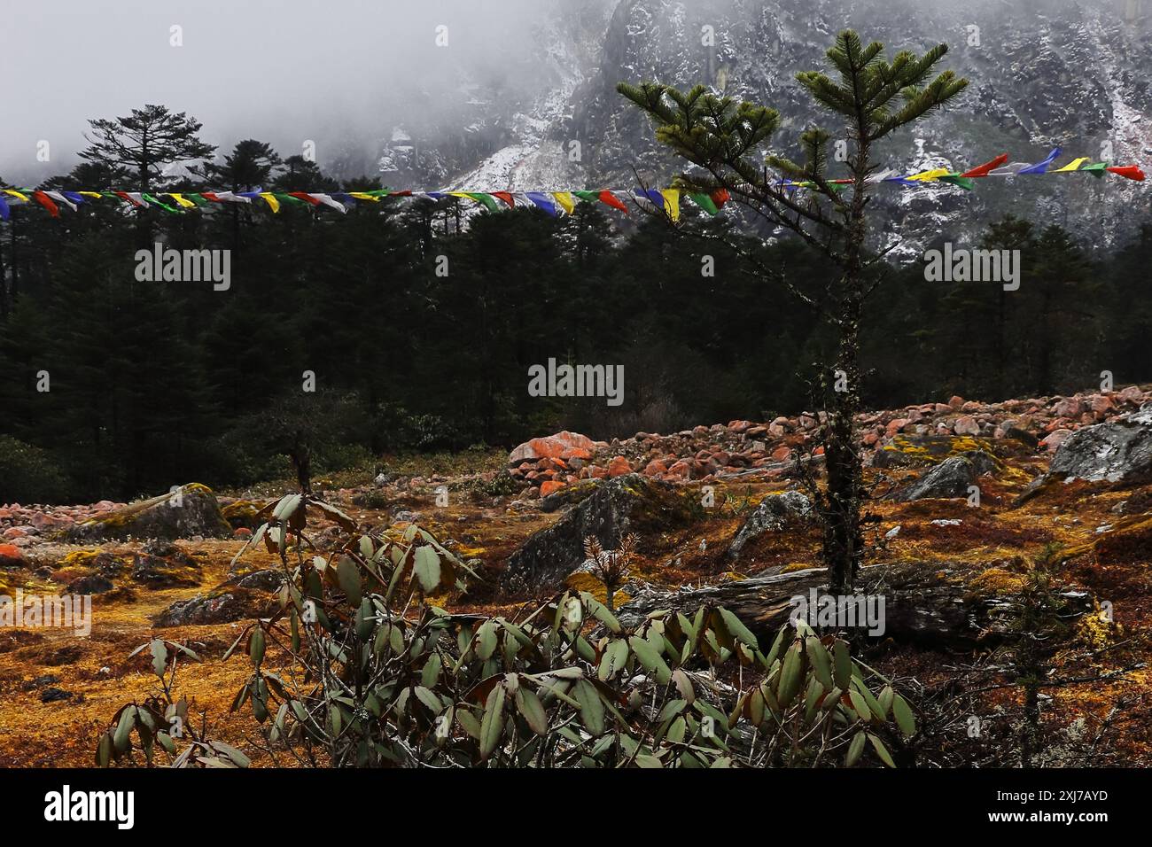 foresta di conifere e natura selvaggia del paesaggio montano alpino dell'himalaya vicino alla valle di yumthang, area remota del sikkim settentrionale in india Foto Stock