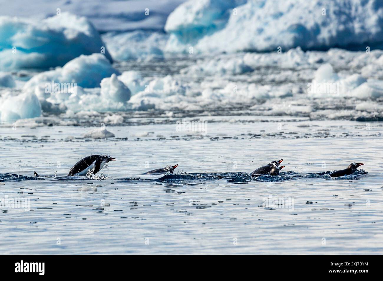 Pinguini di Gentoo che nuotano, baia di Cierva, Terra di San Martín, Penisola Antartica, martedì, 21 novembre 2023. Foto: David Rowland / One-Image.com Foto Stock