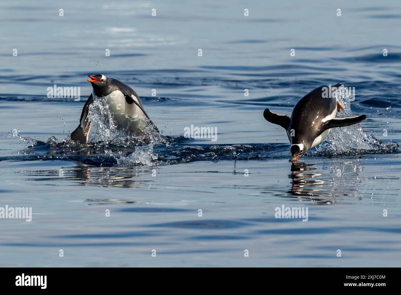 Pinguini di Gentoo che nuotano, baia di Cierva, Terra di San Martín, Penisola Antartica, martedì, 21 novembre 2023. Foto: David Rowland / One-Image.com Foto Stock