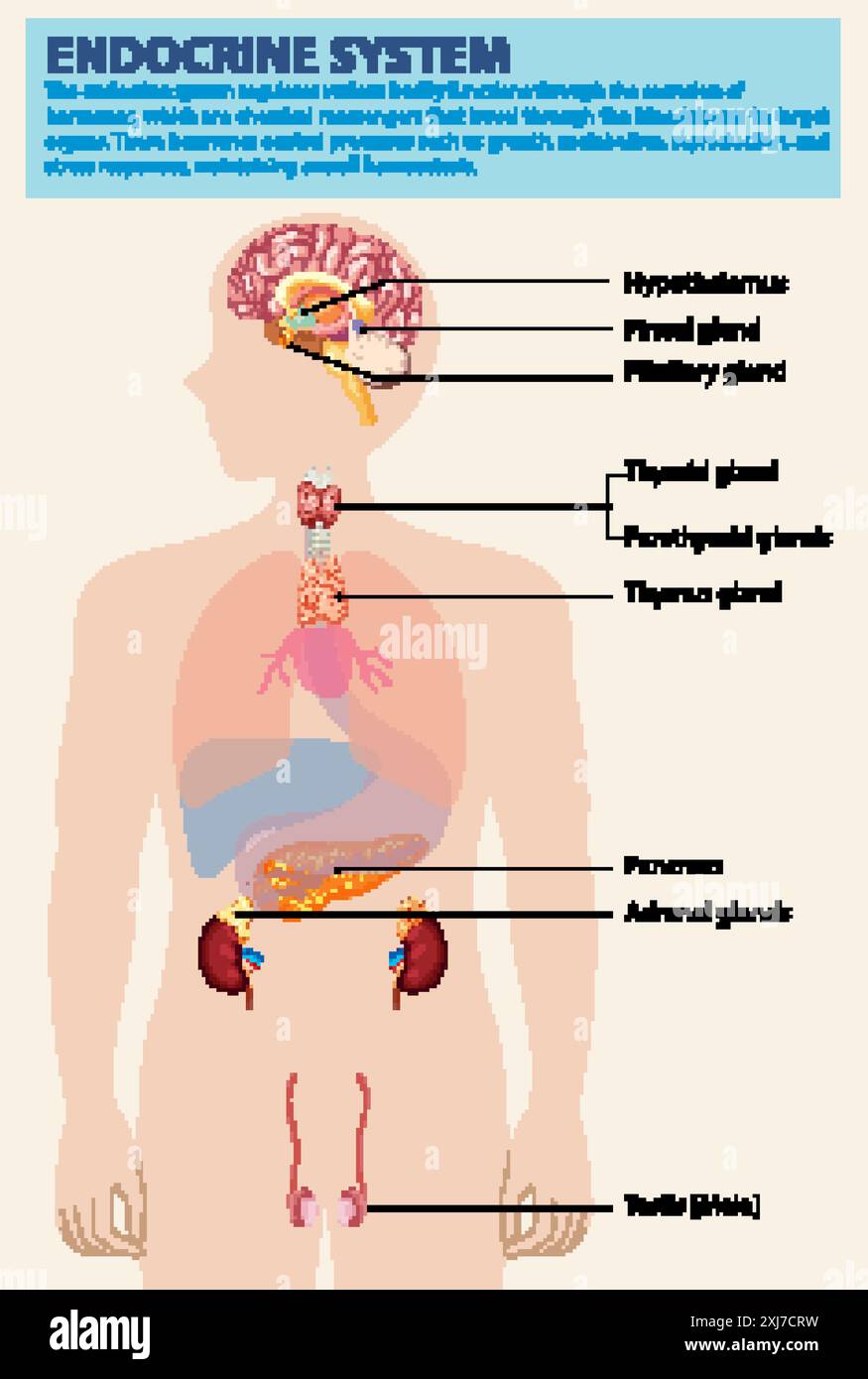Illustrazione delle ghiandole endocrine e degli organi principali Illustrazione Vettoriale