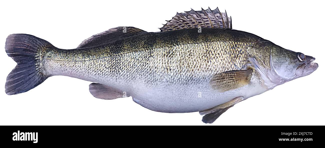 Pikeperch isolato su sfondo bianco Foto Stock