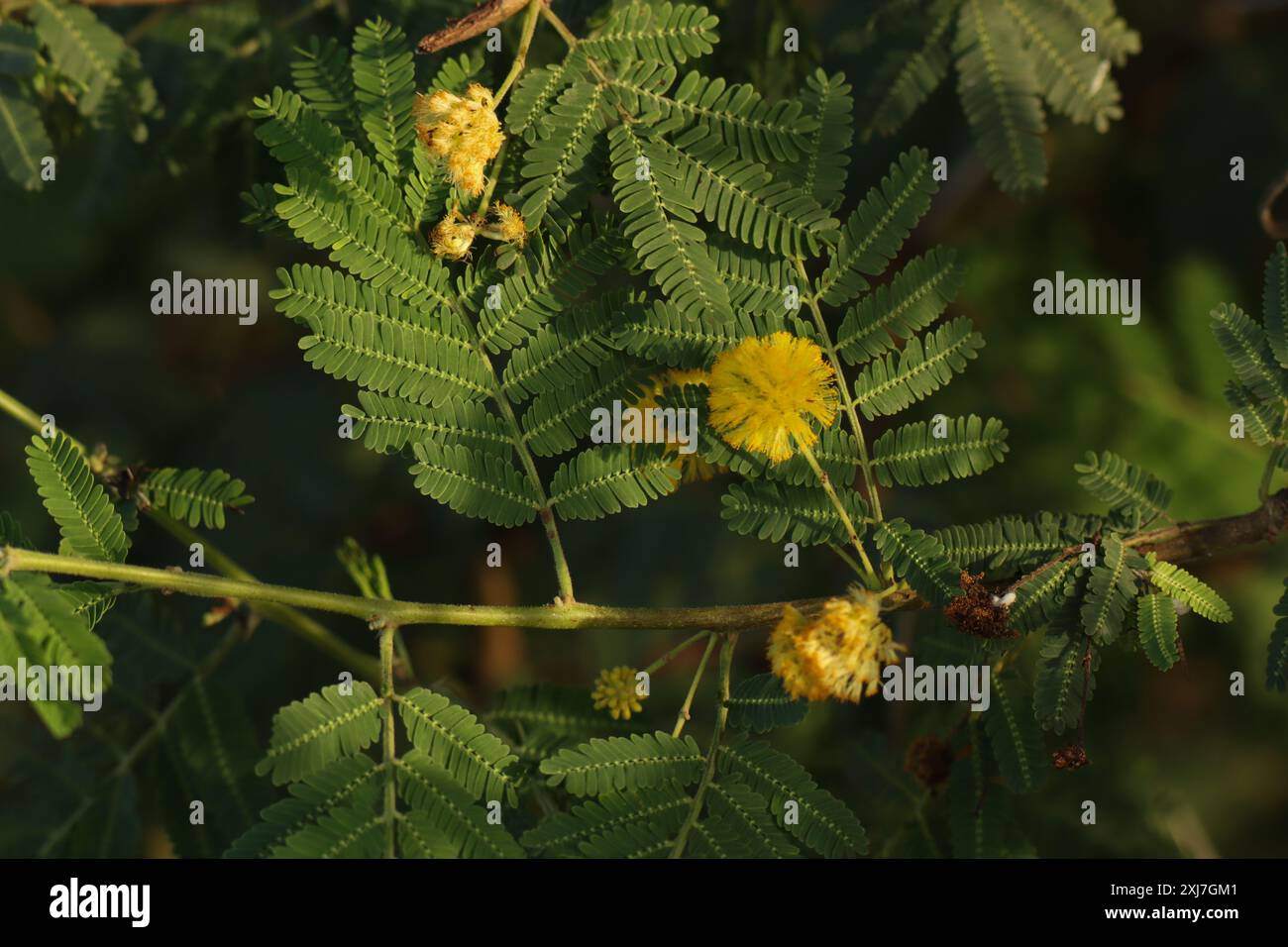 Ramo di spina con foglie verdi e fiori gialli in fiore. Albero arabo di gomma. Vachellia nilotica. Albero di acacia. Foto Stock