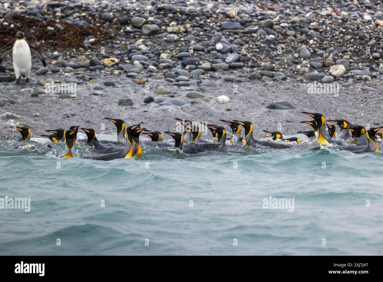 Pinguini reali che nuotano, Salisbury Plains, Georgia del Sud, mercoledì 29 novembre, 2023. foto: David Rowland / One-Image.com Foto Stock