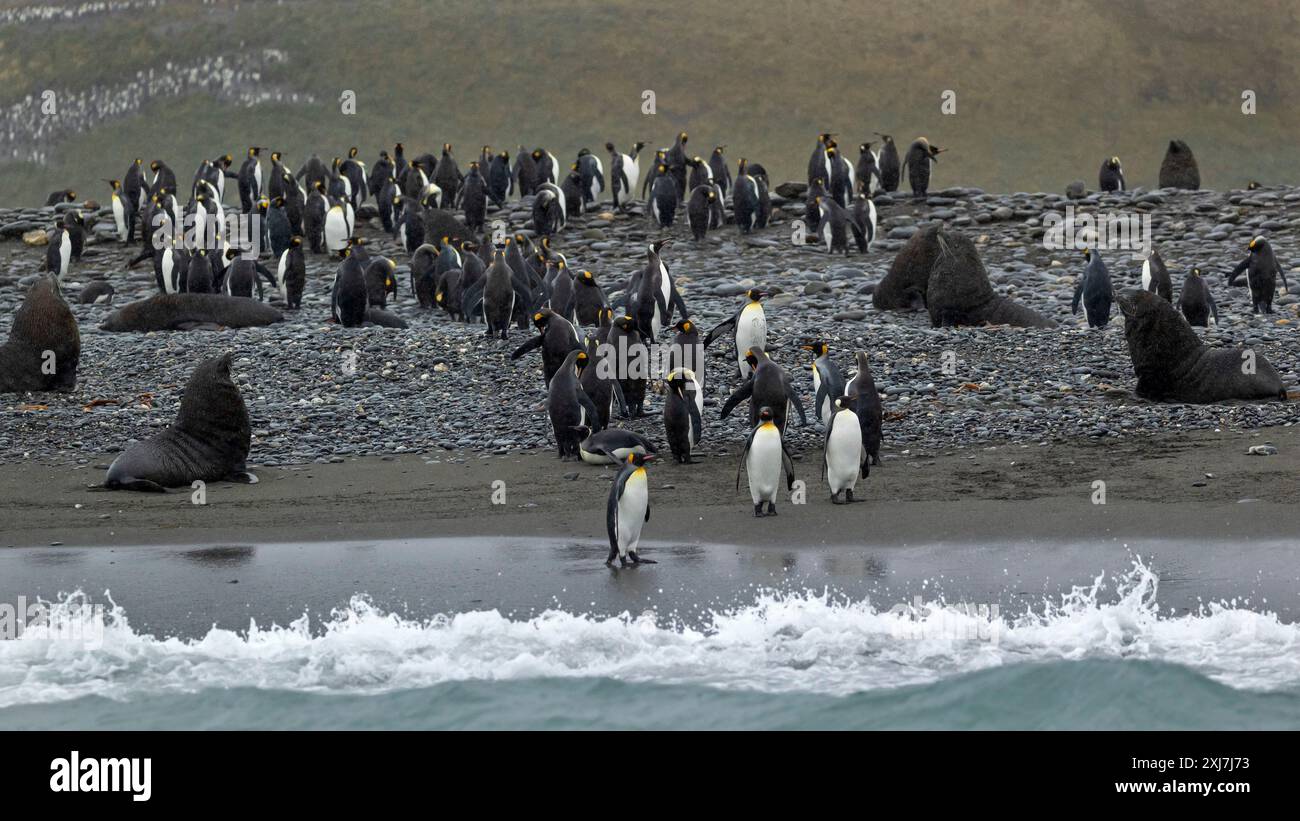 Pinguini e foche da pelliccia, Salisbury Plains, Georgia del Sud, mercoledì 29 novembre, 2023. foto: David Rowland / One-Image.com Foto Stock