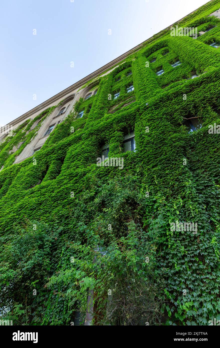 Facciata classica dell'edificio ricoperta di edera crespata, foglie verdi lussureggianti che si arrampicano su una struttura urbana Foto Stock