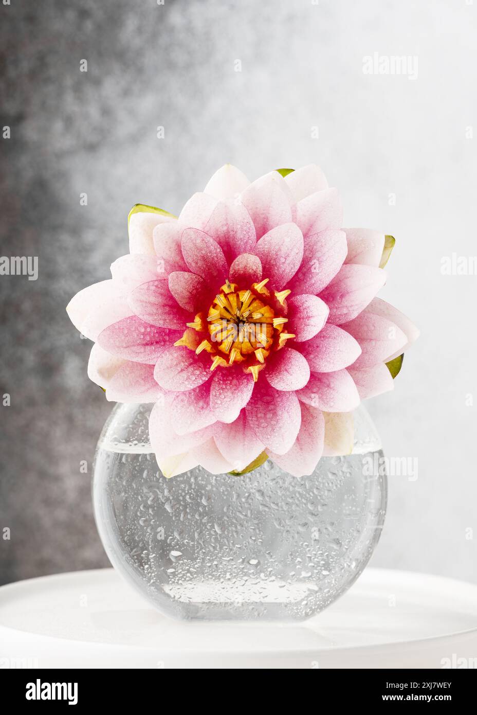 Splendida fioritura di ninfee rosa con gocce d'acqua. (Nymphaea) Decorazioni floreali minimali romantiche. Copia spazio Foto Stock